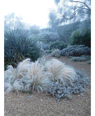 Stipa tenuissima