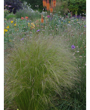Stipa tenuissima
