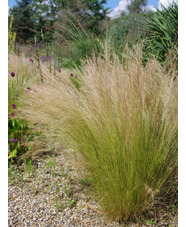 Stipa tenuissima 'Pony Tails'