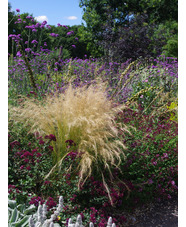 Stipa tenuissima 'Pony Tails'