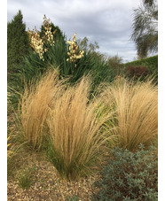 Stipa tenuissima