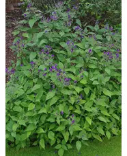 Strobilanthes atropurpurea 1L