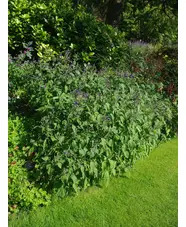 Strobilanthes atropurpurea 1L