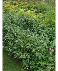 Strobilanthes nutans