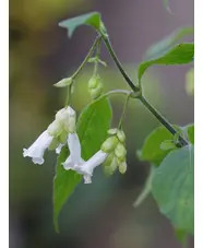 Strobilanthes nutans