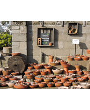 How to Grow and Care for Succulents