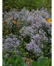 Symphyotrichum 'Blutenregen'
