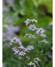 Symphyotrichum 'Blutenregen'