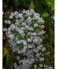 Symphyotrichum 'Blutenregen'