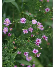 Symphyotrichum 'Coombe Fishacre' 