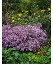 Symphyotrichum 'Coombe Fishacre' 
