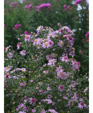 Symphyotrichum 'Coombe Fishacre' 