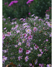 Symphyotrichum 'Coombe Fishacre' 