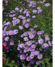 Symphyotrichum foliaceum var. parryi