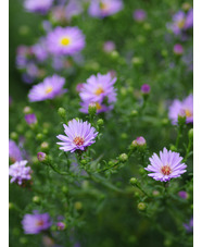 Symphyotrichum foliaceum var. parryi