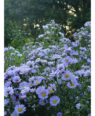 Symphyotrichum foliaceum var. parryi