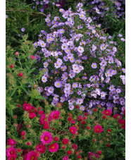 Symphyotrichum foliaceum var. parryi