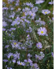 Symphyotrichum laeve 'Black Ice'