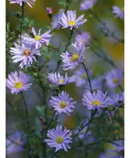 Symphyotrichum laeve 'Black Ice'