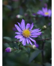 Symphyotrichum laeve 'Calliope'