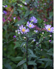 Symphyotrichum laeve 'Calliope'