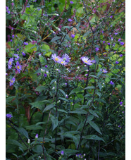 Symphyotrichum laeve 'Calliope'