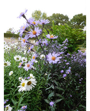 Symphyotrichum laeve 'Calliope'