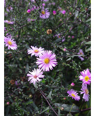 Symphyotrichum laeve 'Glow in the Dark'