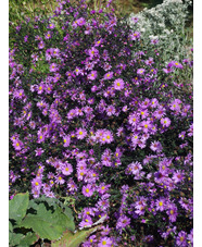 Symphyotrichum laeve 'Glow in the Dark'