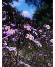 Symphyotrichum laeve 'Glow in the Dark'