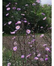 Symphyotrichum laeve 'Glow in the Dark'