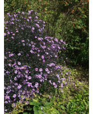 Symphyotrichum laeve 'Glow in the Dark'