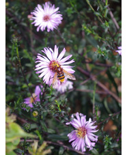 Symphyotrichum laeve 'Glow in the Dark'