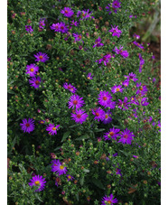 Symphyotrichum laeve 'Orpheus'