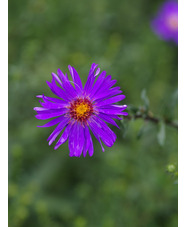 Symphyotrichum laeve 'Orpheus'