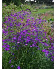 Symphyotrichum laeve 'Orpheus'
