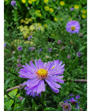 Symphyotrichum laeve 'Orpheus'