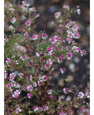 Symphyotrichum lateriflorum var. horizontalis