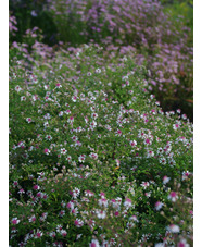 Symphyotrichum lateriflorum var. horizontalis