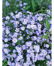 Symphyotrichum 'Little Carlow' (cordifolium hybrid)