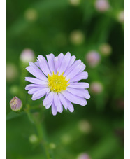 Symphyotrichum 'Little Carlow' (cordifolium hybrid)