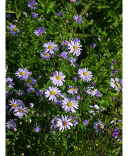 Symphyotrichum 'Little Carlow' (cordifolium hybrid)