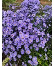 Symphyotrichum 'Little Carlow' (cordifolium hybrid)