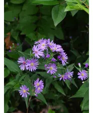 Symphyotrichum 'Little Carlow' (cordifolium hybrid)