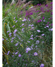 Symphyotrichum 'Noreen'