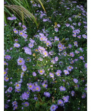 Symphyotrichum 'Noreen'