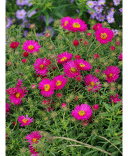 Symphyotrichum novae-angliae 'Andenken an Alma Pötschke'