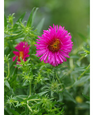 Symphyotrichum novae-angliae 'Andenken an Alma Pötschke'