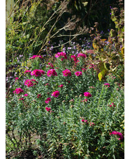 Symphyotrichum novae-angliae 'Andenken an Alma Pötschke'