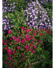 Symphyotrichum novae-angliae 'Andenken an Alma Pötschke'